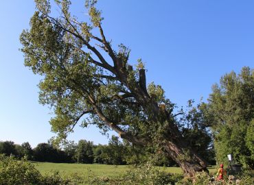 DÉMONTAGE DE PEUPLIERS