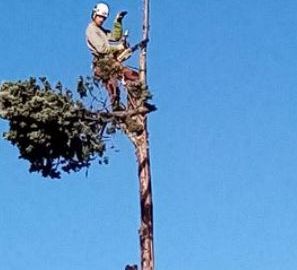 Démontage d'arbre (20 m de haut)