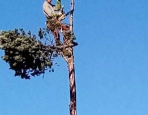 Démontage d'arbre (20 m de haut)